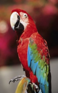 Green wing macaw