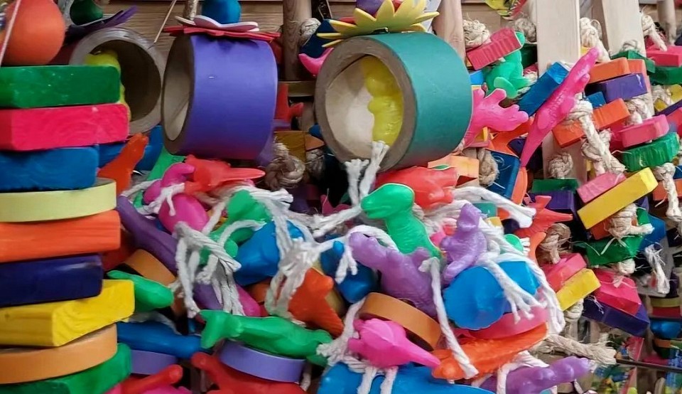 Bird Toys
